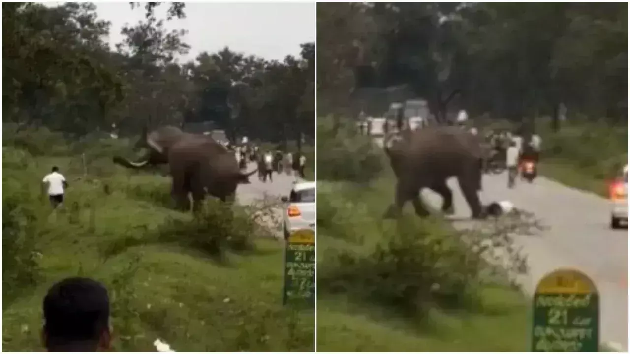 Elephant: సెల్ఫీ తీసుకుంటుండగా ఏనుగు దాడి Elephant: సెల్ఫీ తీసుకుంటుండగా ఏనుగు దాడి