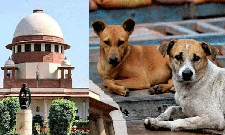Delhi: అన్ని వీధి కుక్కలను షెల్టర్లకు తరలించండి: సుప్రీం ఆదేశం