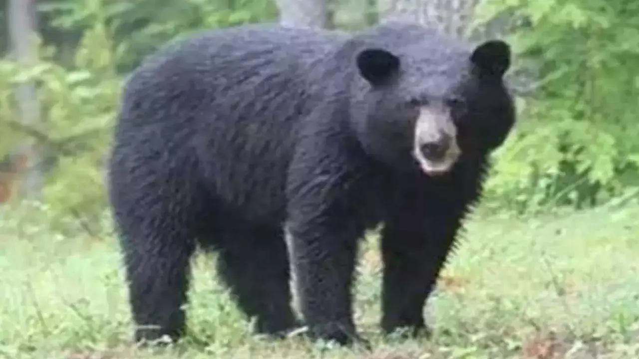 Bear Attack : ఎలుగుబంటి దాడి.. తీవ్ర గాయాలు. Bear Attack : ఎలుగుబంటి దాడి.. తీవ్ర గాయాలు.