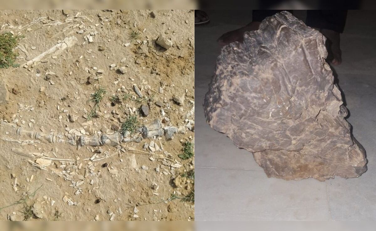 Rajasthan Fossils: రాజస్థాన్ సరస్సులో డైనోసార్ కాలం నాటి శిలాజాలు