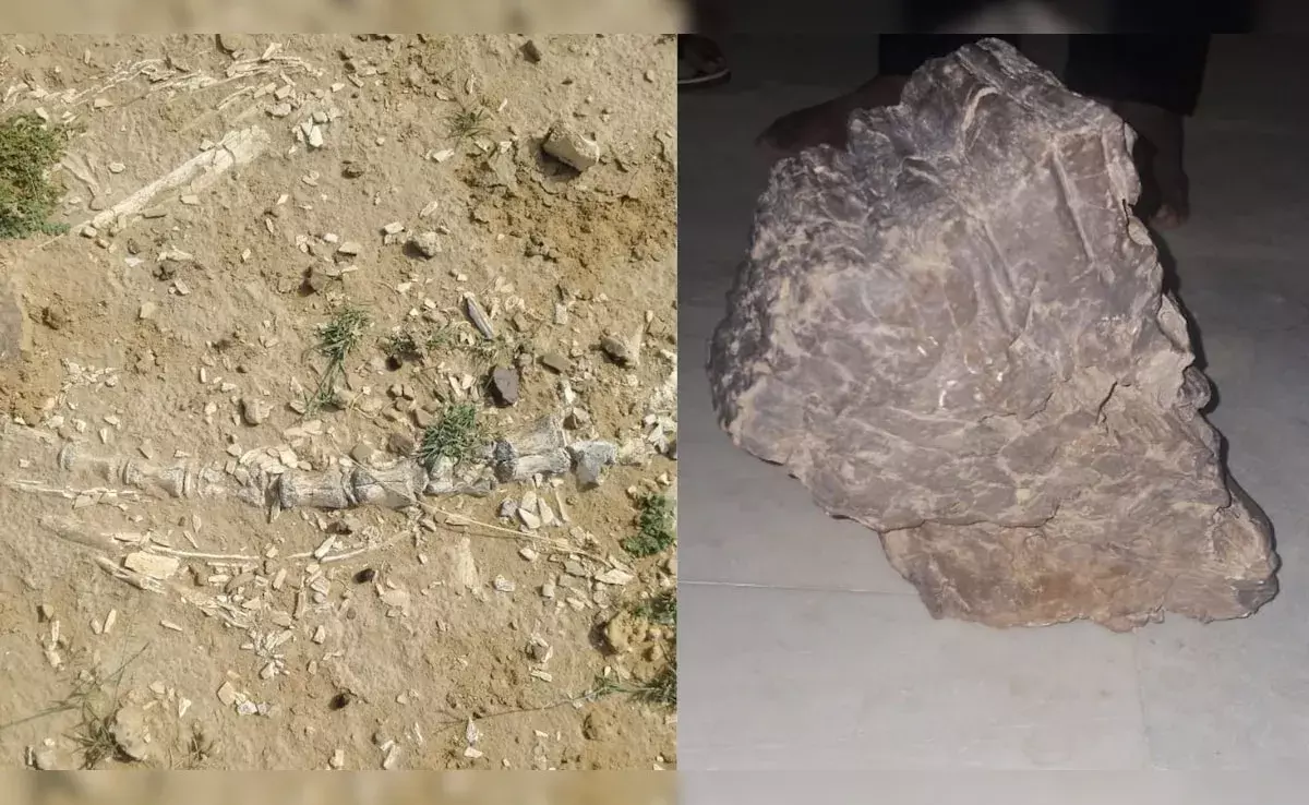 Rajasthan Fossils: రాజస్థాన్ సరస్సులో డైనోసార్ కాలం నాటి శిలాజాలు Rajasthan Fossils: రాజస్థాన్ సరస్సులో డైనోసార్ కాలం నాటి శిలాజాలు