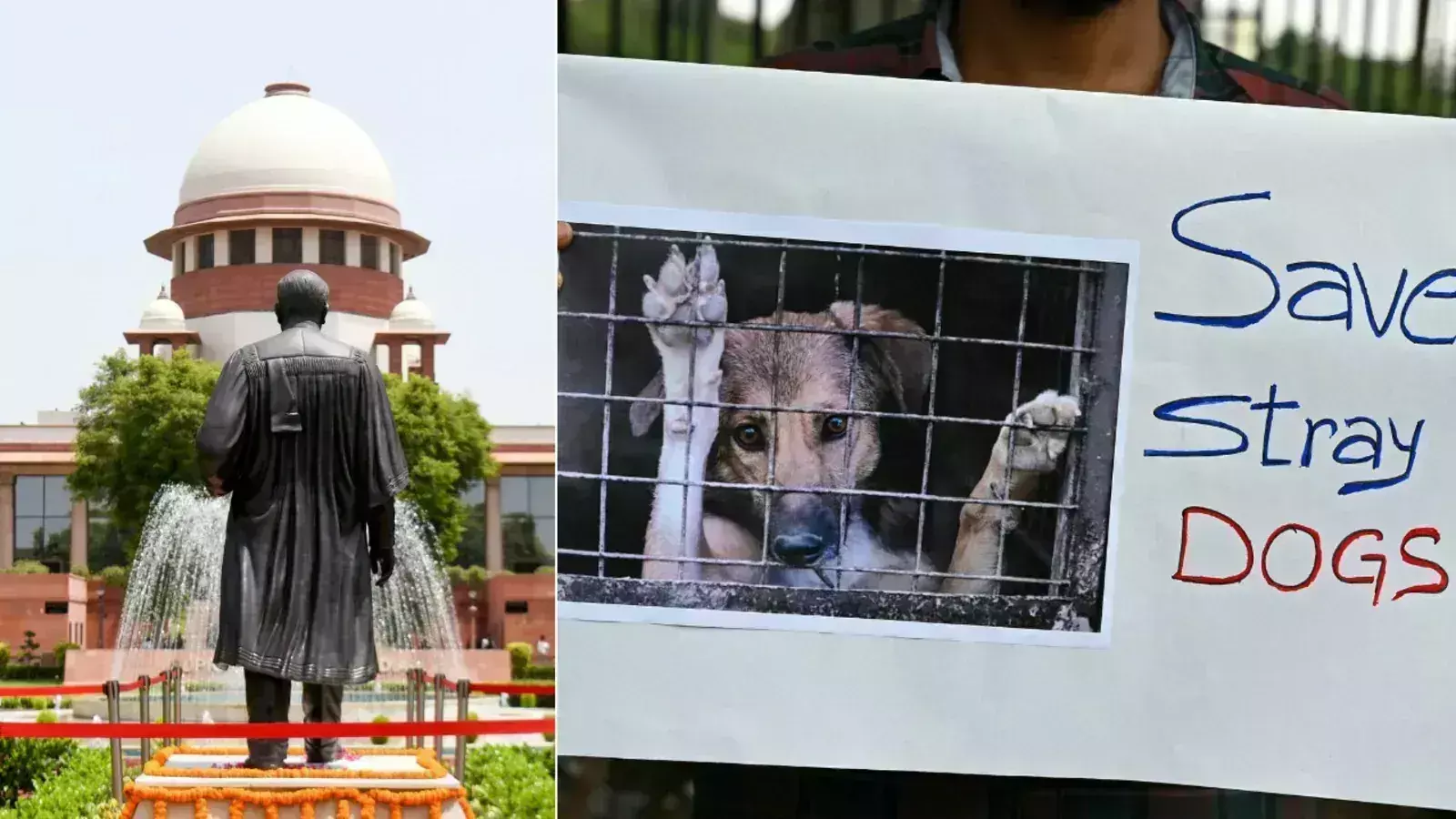 Supreme Court: వీధి కుక్కల తీర్పుపై కీలక పరిణామం Supreme Court: వీధి కుక్కల తీర్పుపై కీలక పరిణామం