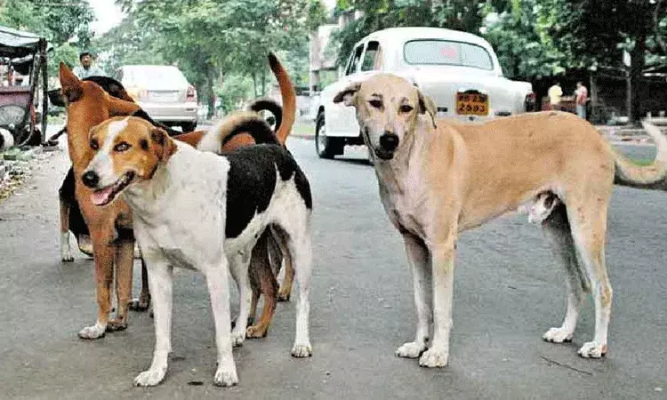 వీధికుక్కలపై మారిన సుప్రీం తీర్పు.. స్టెరిలైజ్ చేసి వదిలేయండి.. వీధికుక్కలపై మారిన సుప్రీం తీర్పు.. స్టెరిలైజ్ చేసి వదిలేయండి..