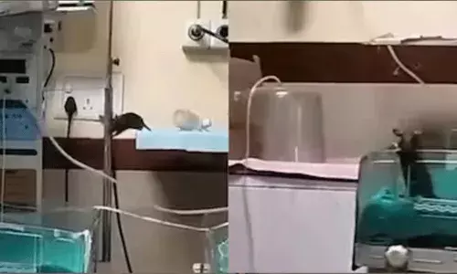 ఆసుపత్రిలో ఇద్దరు శిశువులపై ఎలుకల దాడి.. న్యూమోనియాతో ఒకరు మృతి..