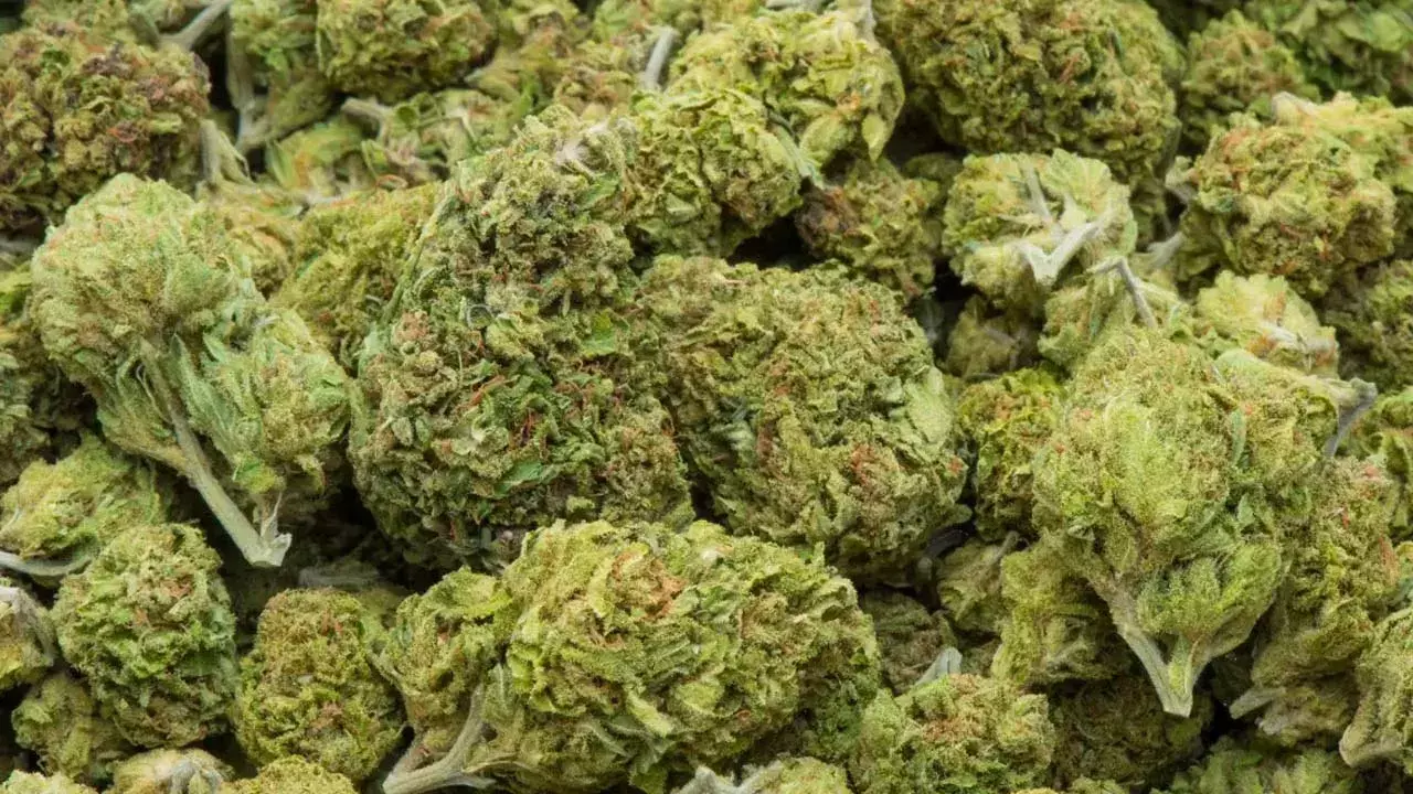 Crime News: శంషాబాద్ ఎయిర్ పోర్టులో భారీగా గంజాయి పట్టివేత.. Crime News: శంషాబాద్ ఎయిర్ పోర్టులో భారీగా గంజాయి పట్టివేత..