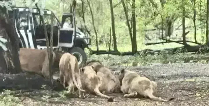 Safari World zoo :  జూకీపర్‌పై సింహాల దాడి..