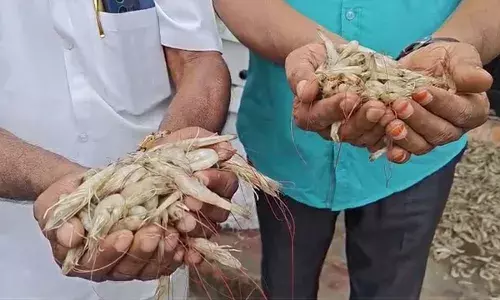 Loss To Aquarist :విద్యుత్ శాఖ సిబ్బంది నిర్వాకం, ఆక్వారైతుకు అపార నష్టం Loss To Aquarist :విద్యుత్ శాఖ సిబ్బంది నిర్వాకం, ఆక్వారైతుకు అపార నష్టం