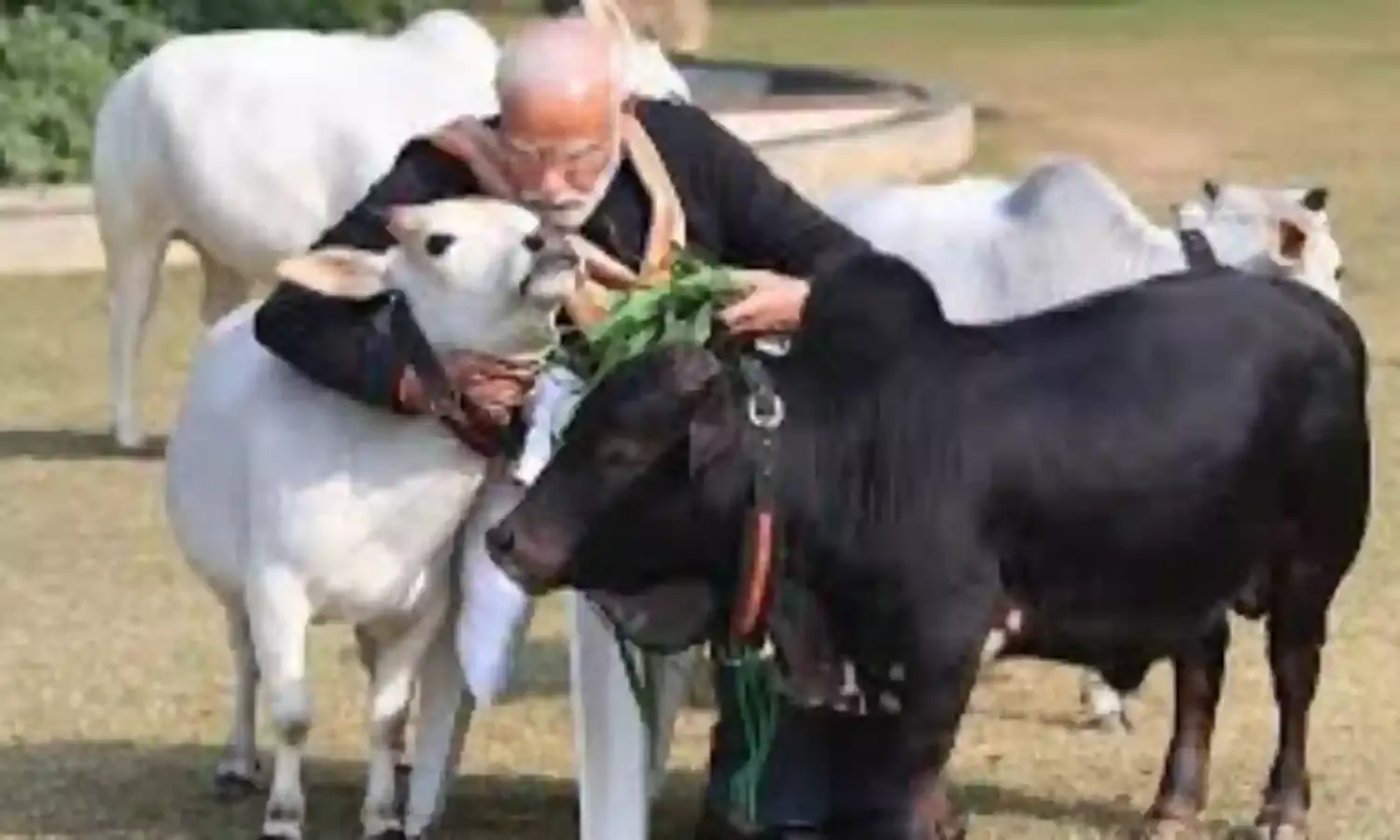 PM Modi: కుక్కలు మాత్రమే వాళ్ళకు జంతువులు..జంతు ప్రేమికులపై ప్రధాని సెటైర్లు.. PM Modi: కుక్కలు మాత్రమే వాళ్ళకు జంతువులు..జంతు ప్రేమికులపై ప్రధాని సెటైర్లు..