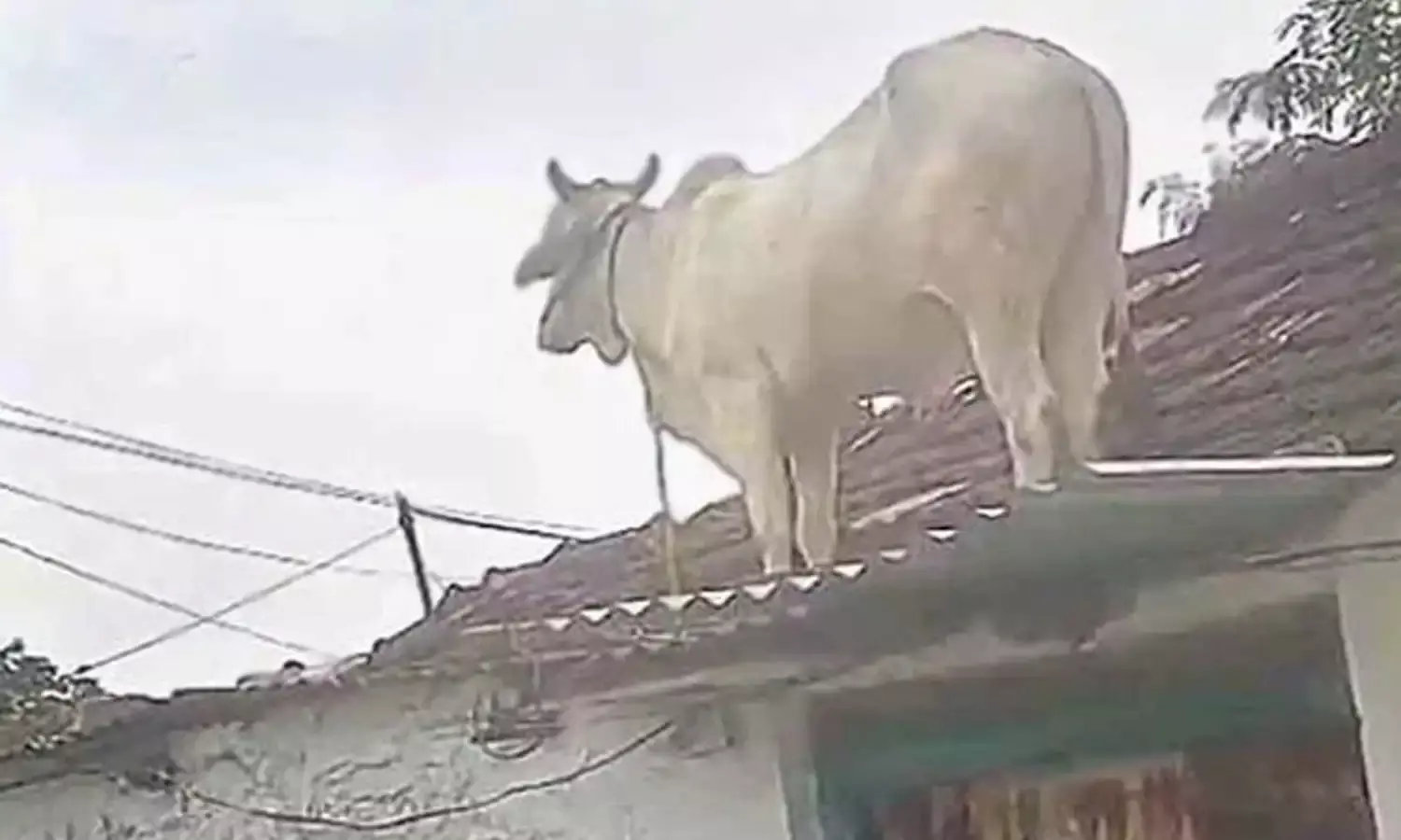 Viral : కుక్కల భయంతో ఇంటి మీదకు ఎక్కిన ఎద్దు.. ఆదిలాబాద్ జిల్లాలో ఆసక్తికర ఘటన.. Viral : కుక్కల భయంతో ఇంటి మీదకు ఎక్కిన ఎద్దు.. ఆదిలాబాద్ జిల్లాలో ఆసక్తికర ఘటన..