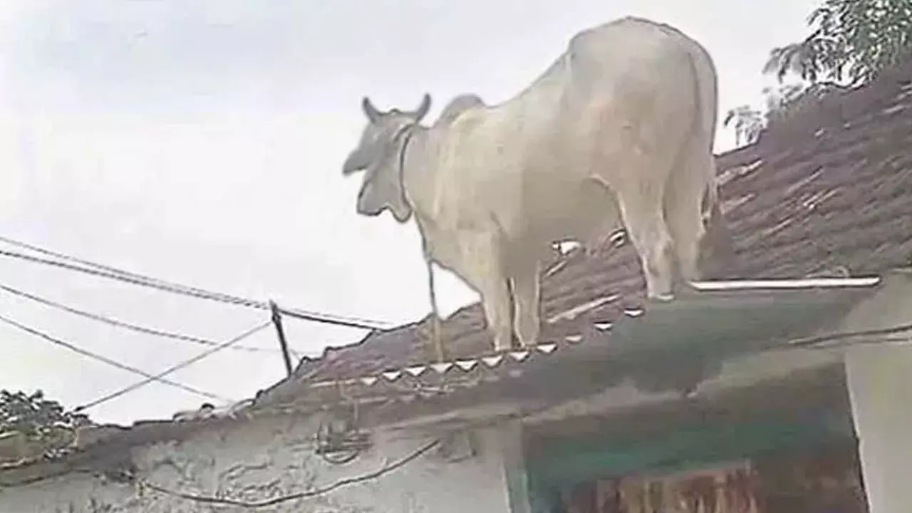 Viral : కుక్కల భయంతో ఇంటి మీదకు ఎక్కిన ఎద్దు.. ఆదిలాబాద్ జిల్లాలో ఆసక్తికర ఘటన..