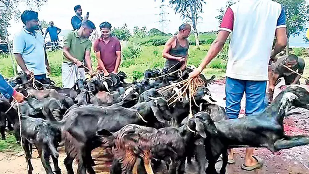 Viral : మొక్కు తీరిందని 151 మేకలను బలిచ్చిన లారీ డ్రైవర్ Viral : మొక్కు తీరిందని 151 మేకలను బలిచ్చిన లారీ డ్రైవర్