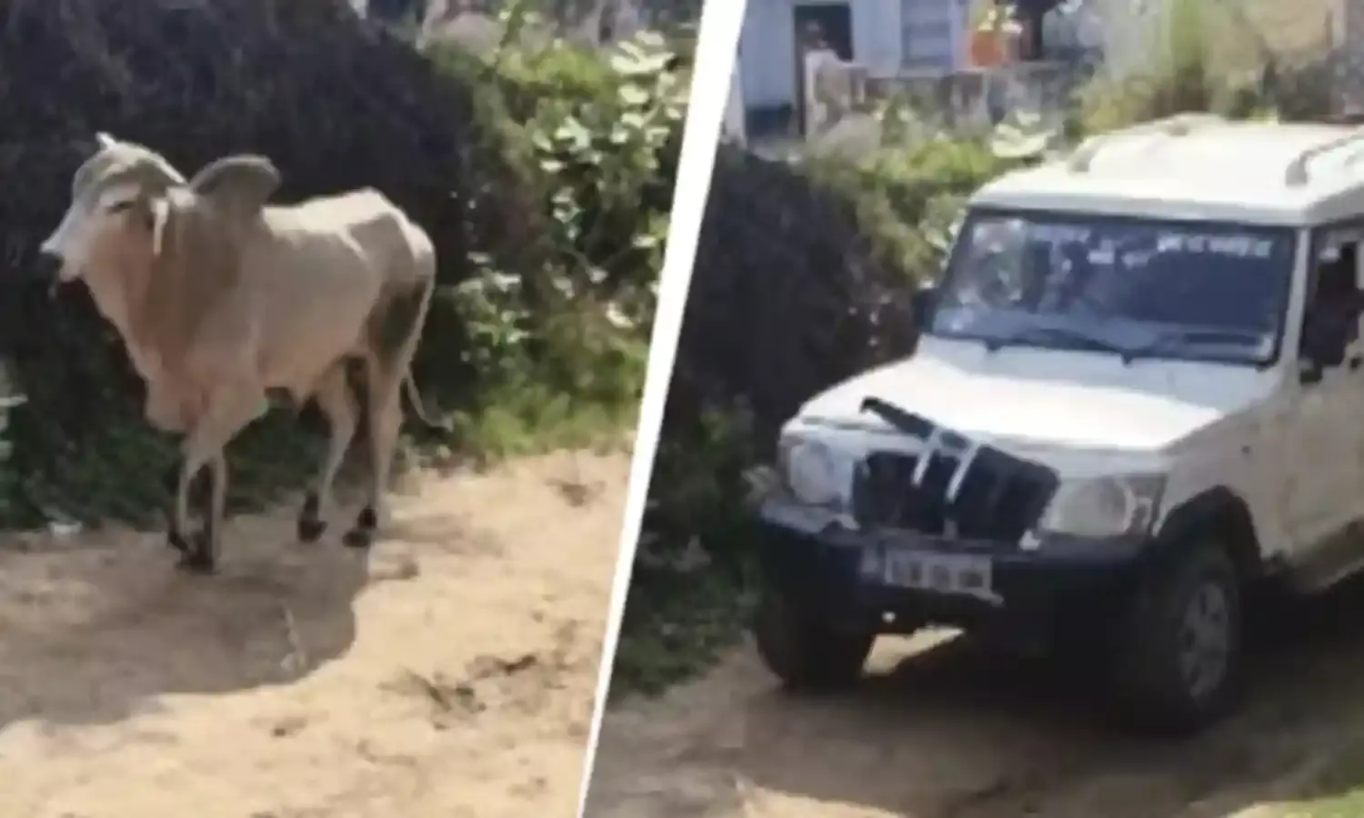 మనుషులు కాదు రాక్షసులు.. ఎద్దు SUV ని డ్యామేజ్ చేసిందని వ్యాన్ తో ఢీకొట్టి.. మనుషులు కాదు రాక్షసులు.. ఎద్దు SUV ని డ్యామేజ్ చేసిందని వ్యాన్ తో ఢీకొట్టి..