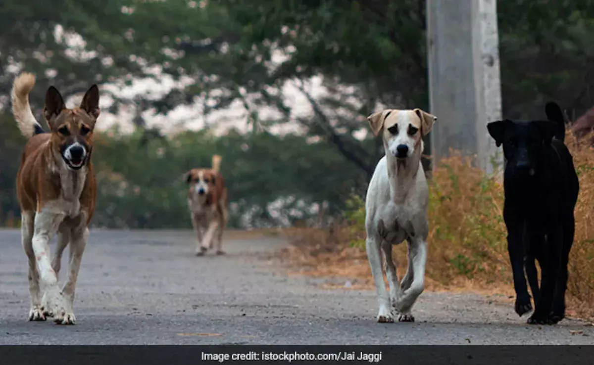 Stray Dogs: వీధికుక్కల సమస్య తో  దేశానికి చెడ్డపేరు రాష్ట్రాలపై సుప్రీం ఫైర్ Stray Dogs: వీధికుక్కల సమస్య తో  దేశానికి చెడ్డపేరు రాష్ట్రాలపై సుప్రీం ఫైర్