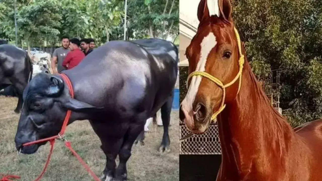 Pushkar Fair 2025:   23 కోట్ల గేదె, 15 కోట్ల గుర్రం ఈసారి పుష్కర్ మేళాలో స్పెషల్ ఎట్రాక్షన్ Pushkar Fair 2025:   23 కోట్ల గేదె, 15 కోట్ల గుర్రం ఈసారి పుష్కర్ మేళాలో స్పెషల్ ఎట్రాక్షన్