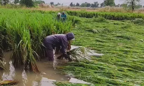 MUNTHA CYCLONE: రైతన్నను నిండా ముంచేసిన మొంథా