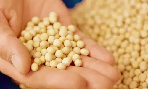 Yellow Peas : పసుపు బఠానీల దిగుమతిపై కేంద్రం ఉక్కుపాదం.. నవంబర్ 1 నుంచి 30 శాతం ట్యాక్స్. Yellow Peas : పసుపు బఠానీల దిగుమతిపై కేంద్రం ఉక్కుపాదం.. నవంబర్ 1 నుంచి 30 శాతం ట్యాక్స్.