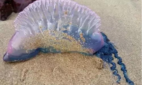 Portuguese Man o War: యూకే బీచ్ లో వింత జీవులు... ముట్టుకుంటే మటాషే ..