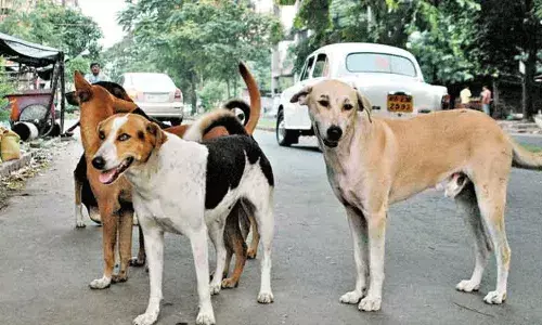 Stray dogs: ప్రభుత్వ సంస్థలలోకి వీధి కుక్కల ప్రవేశం నిషేధం: సుప్రీం స్టే.. Stray dogs: ప్రభుత్వ సంస్థలలోకి వీధి కుక్కల ప్రవేశం నిషేధం: సుప్రీం స్టే..