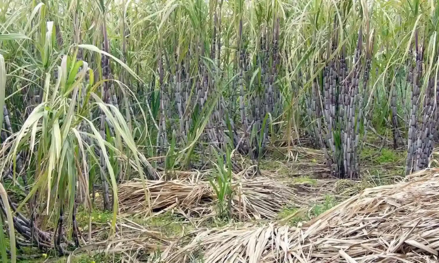 Sugar Output : భారతదేశంలో గణనీయంగా పెరిగిన చక్కెర ఉత్పత్తి.. ఎగుమతులకు గ్రీన్ సిగ్నల్. Sugar Output : భారతదేశంలో గణనీయంగా పెరిగిన చక్కెర ఉత్పత్తి.. ఎగుమతులకు గ్రీన్ సిగ్నల్.