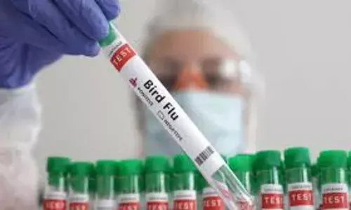 Bird Flu Virus: అమెరికాలో బర్డ్ ఫ్లూ అవుట్ బ్రేక్..వ్యక్తి సోకిన H5N5 బర్డ్ ఫ్లూ ఇన్ఫెక్షన్.. Bird Flu Virus: అమెరికాలో బర్డ్ ఫ్లూ అవుట్ బ్రేక్..వ్యక్తి సోకిన H5N5 బర్డ్ ఫ్లూ ఇన్ఫెక్షన్..