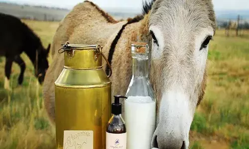 Donkey Milk : సంప్రదాయ వ్యాపారం కాదు.. కొత్త ఆలోచన.. గాడిద పాలతో లక్షల్లో ఆదాయం. Donkey Milk : సంప్రదాయ వ్యాపారం కాదు.. కొత్త ఆలోచన.. గాడిద పాలతో లక్షల్లో ఆదాయం.