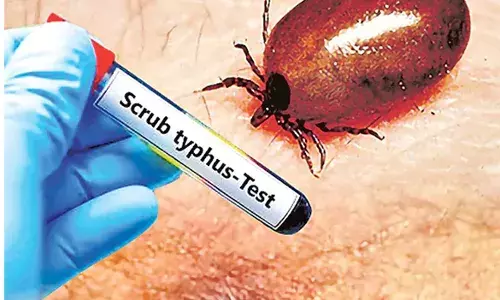 AP: ఆంధ్రప్రదేశ్‌ని వణికిస్తున్న చిన్న కీటకం