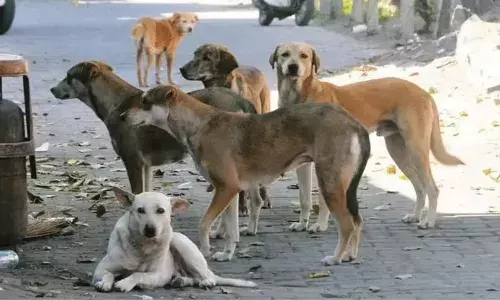 Kolkata: కన్నతల్లి వదిలేసింది.. అప్పుడే పుట్టిన బిడ్డకు అండగా నిలిచిన వీధికుక్కలు...