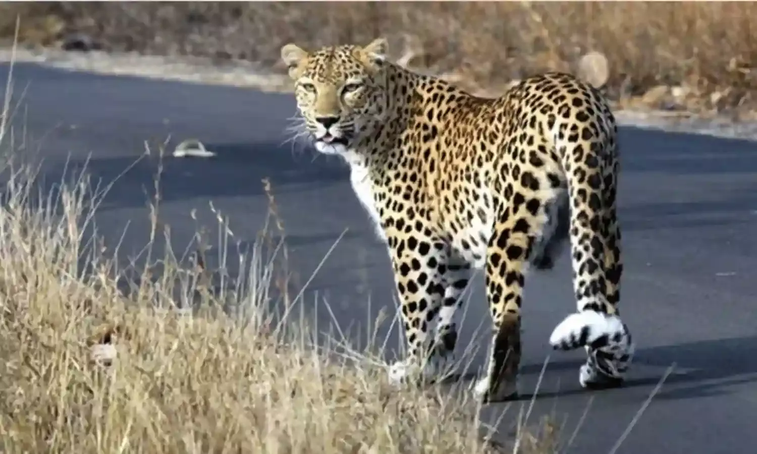 Pune: విమానాశ్రయంలో చిరుత.. ఇండిగో సంక్షోభం మధ్య చిక్కేనా..