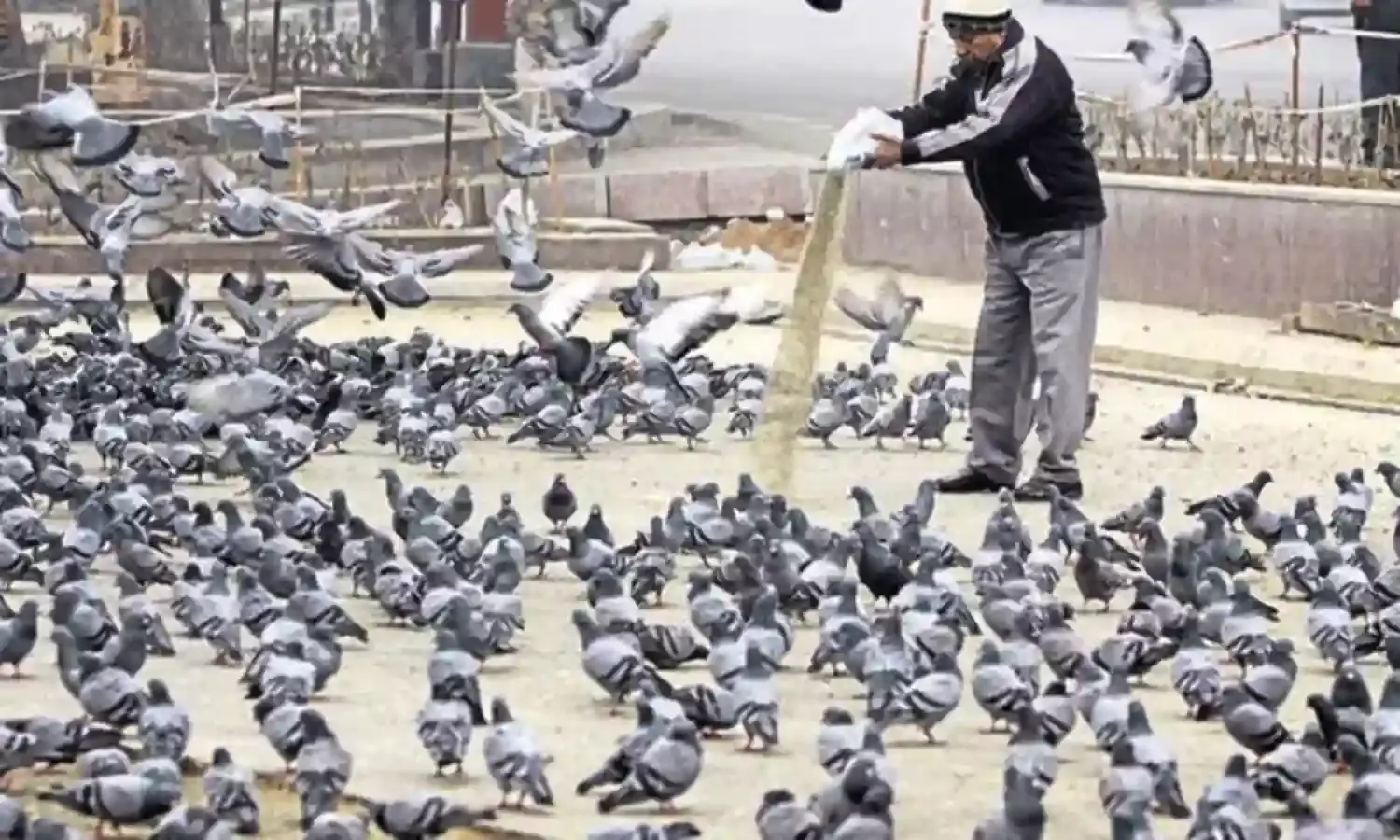 Mumbai High Court: పావురాలకు ఆహారం పెట్టిన వ్యాపారి.. 5 వేలు జరిమాన విధించిన కోర్టు..