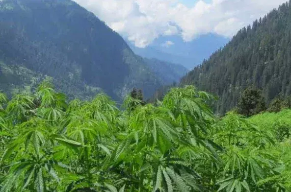 Ganja: హిమాచల్ ప్రదేశ్ లో  గంజాయి సాగు ఇక చట్టబద్ధమే