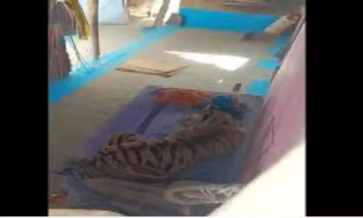 Tiger Attack: యువ‌కుడిని గాయపరచి .. ఇంట్లో మంచంపై సెటిలైన పులి,  8 గంటల హైడ్రామా!