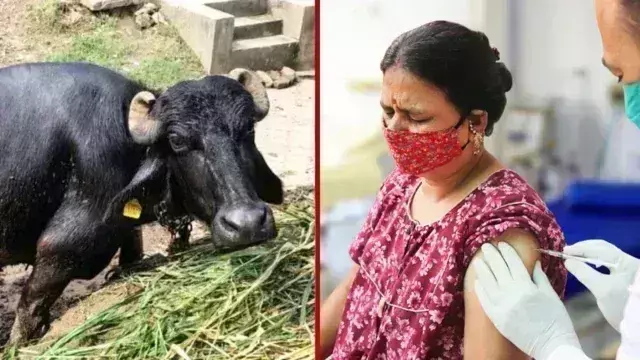 Up : రేబిస్ సోకిన గేదె.. ఆందోళనలో దాని పాల ఉత్పత్తులు తిన్న 200 మంది Up : రేబిస్ సోకిన గేదె.. ఆందోళనలో దాని పాల ఉత్పత్తులు తిన్న 200 మంది