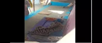 Tiger Attack: యువ‌కుడిని గాయపరచి .. ఇంట్లో మంచంపై సెటిలైన పులి,  8 గంటల హైడ్రామా!