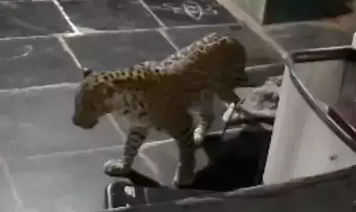 Srisailam : శ్రీశైలం శివారులో చిరుత కలకలం