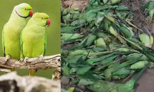 Madhya Pradesh: ఫుడ్ పాయిజనింగ్ కారణ:గా 150 చిలుకలు మృతి..