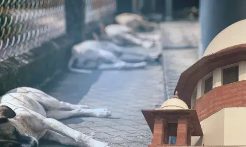 Stray dogs: వీధి కుక్కల కేసు విచారణలో సుప్రీం కీలక వ్యాఖ్యలు