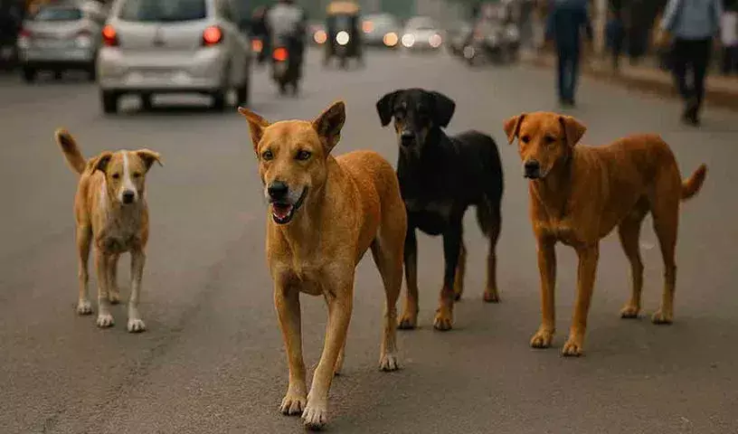Street dogs:  వీధి కుక్క కాటుకు.. భారీ జరిమానా: రాష్ట్రాలకు సుప్రీంకోర్టు హెచ్చరిక