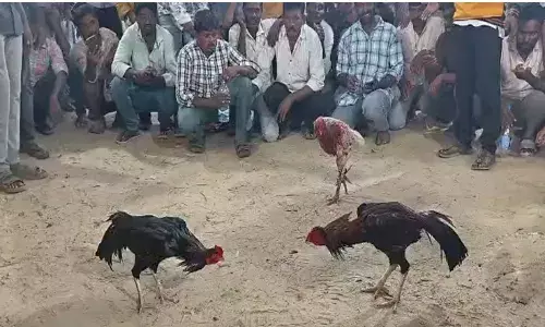 SANKRANTHI: బరిలో పుంజులు..చేతులు మారిన వందల కోట్లు