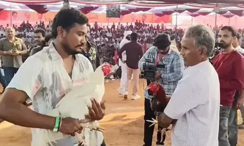 SANKRANTHI: కోడిపందెంలో రూ.1.53 కోట్ల గెలుపు