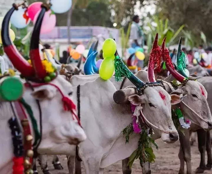 KANUMA: తెలుగు రాష్ట్రాల్లో ఘనంగా కనుమ పండుగ