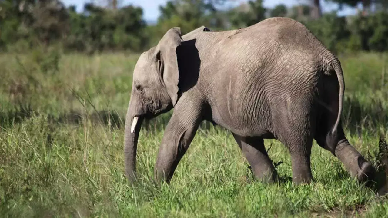 Jharkhand: ఏనుగు బీభ‌త్సం.. 22 మంది మృతి.. జార్ఖండ్‌లో ఎమ‌ర్జెన్సీ