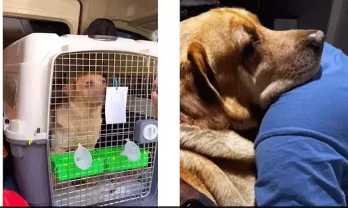 పెంపుడు కుక్కపై ప్రేమ.. దానికోసం రూ.15 లక్షలు ఖర్చుపెట్టిన భారతీయ జంట