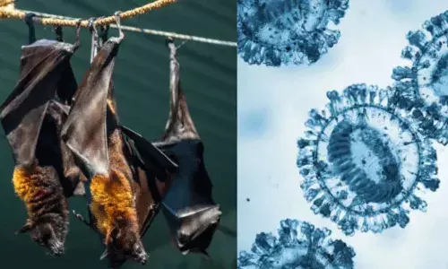మళ్ళీ నిపా.. బంగ్లాదేశ్ రోగులలో కొత్త గబ్బిల వైరస్ గుర్తింపు.. శాస్త్రవేత్తల హెచ్చరికలు..