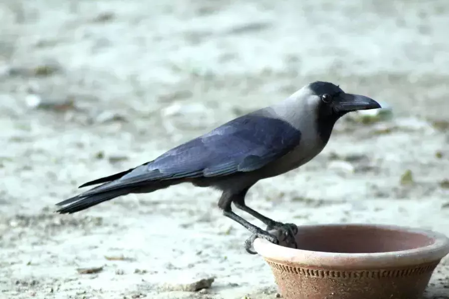 Bird Flu: భయపెడుతున్న బర్డ్ ఫ్లూ.. 1500కి పైగా కాకులు మృతి