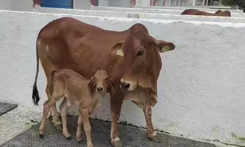 Gir calf:  తొలిసారి ఐవీఎఫ్ ద్వారా గిర్ దూడ జననం