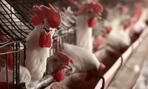 అన్నమయ్య జిల్లాలో బర్డ్ ఫ్లూ వ్యాప్తి.. ముందు జాగ్రత్త చర్యలు తీసుకోవాలని పౌల్ట్రీ రైతులకు విజ్ఞప్తి