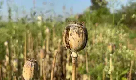 Illegal Opium Cultivation: ఫామ్హౌస్లో నల్లమందు సాగు చేస్తున్న బీజేపీ నేత Illegal Opium Cultivation: ఫామ్హౌస్లో నల్లమందు సాగు చేస్తున్న బీజేపీ నేత